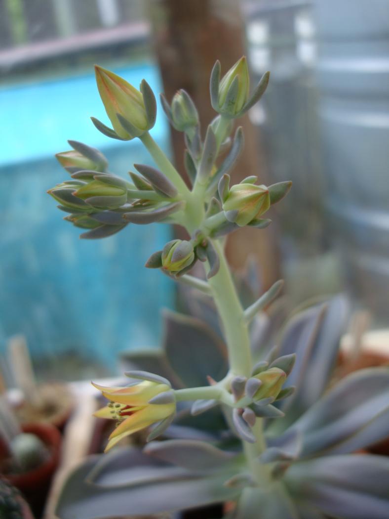 Echeveria-400-F.jpeg