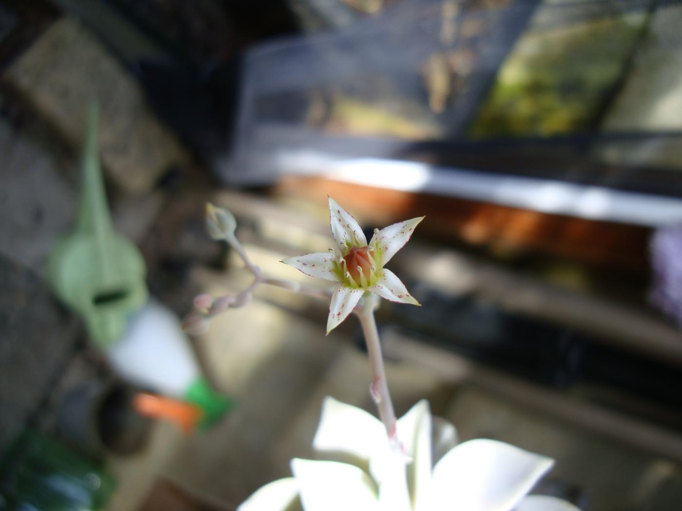 Graptopetalum-paraguayensis-324-1_20130702-1243.jpeg