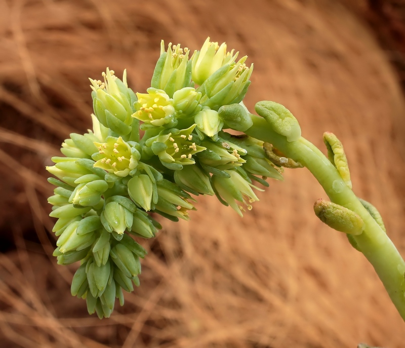 Cremnophila-linguifolia-2009-265-3780-1-3_20150303-2329.jpg