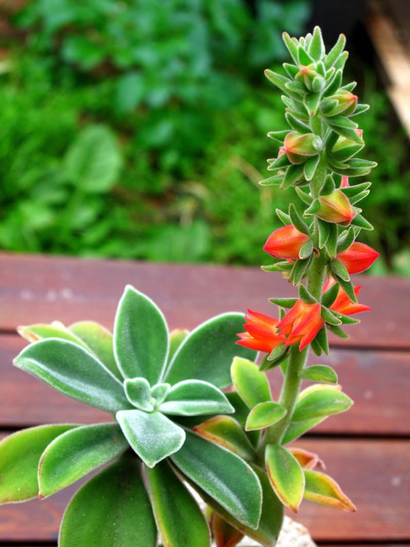 Echeveria-pubescens.jpg